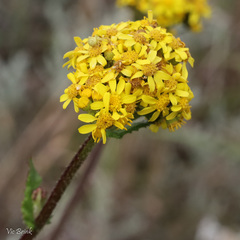 Senecio rigidus