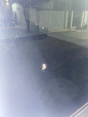 Clogmia albipunctata