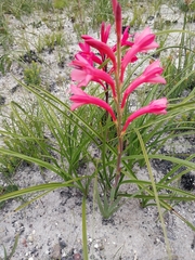 Watsonia fourcadei