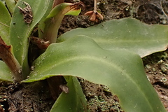 Disa sagittalis