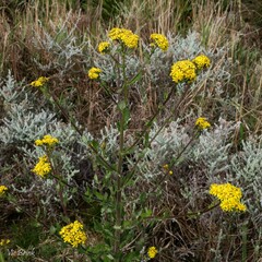Senecio rigidus