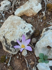 Colchicum filifolium