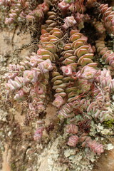 Crassula perforata