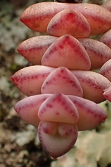 Crassula perforata