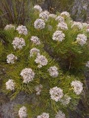 Serruria ascendens