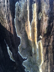 Serpula himantioides