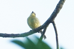 Tolmomyias viridiceps