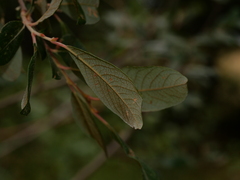 Salix × guinieri