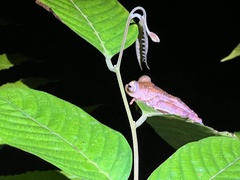 Rhacophorus pardalis