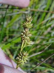Carex lemmonii