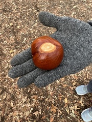 Aesculus californica