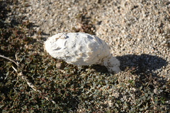 Podaxis