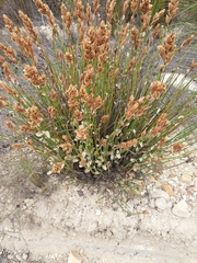 Elegia filacea