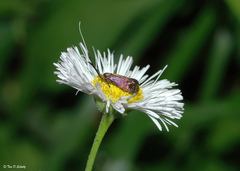 Adela caeruleella