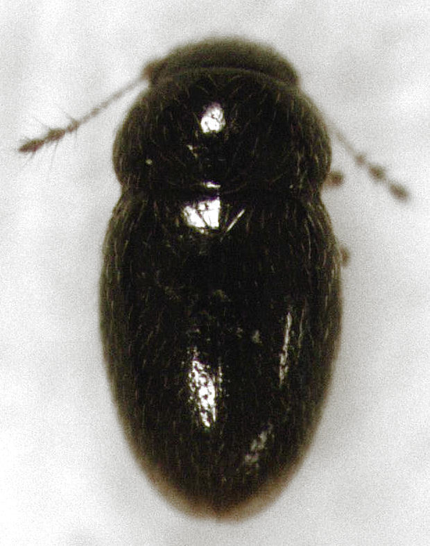 Ptiliinae