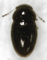Ptenidium pusillum