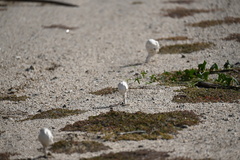 Podaxis