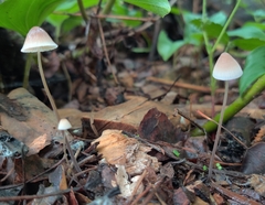 Mycena