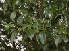 Salix pentandra