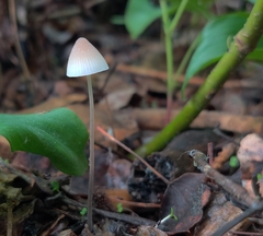Mycena