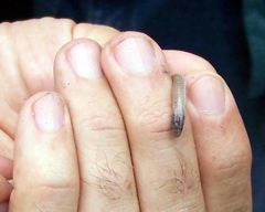 Tantilla hobartsmithi