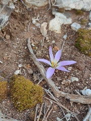 Colchicum filifolium