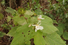 Sparrmannia africana
