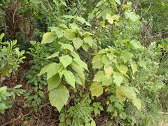 Sparrmannia africana