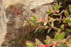 Crassula rubricaulis