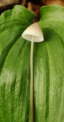 Mycena