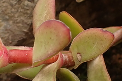 Crassula rubricaulis