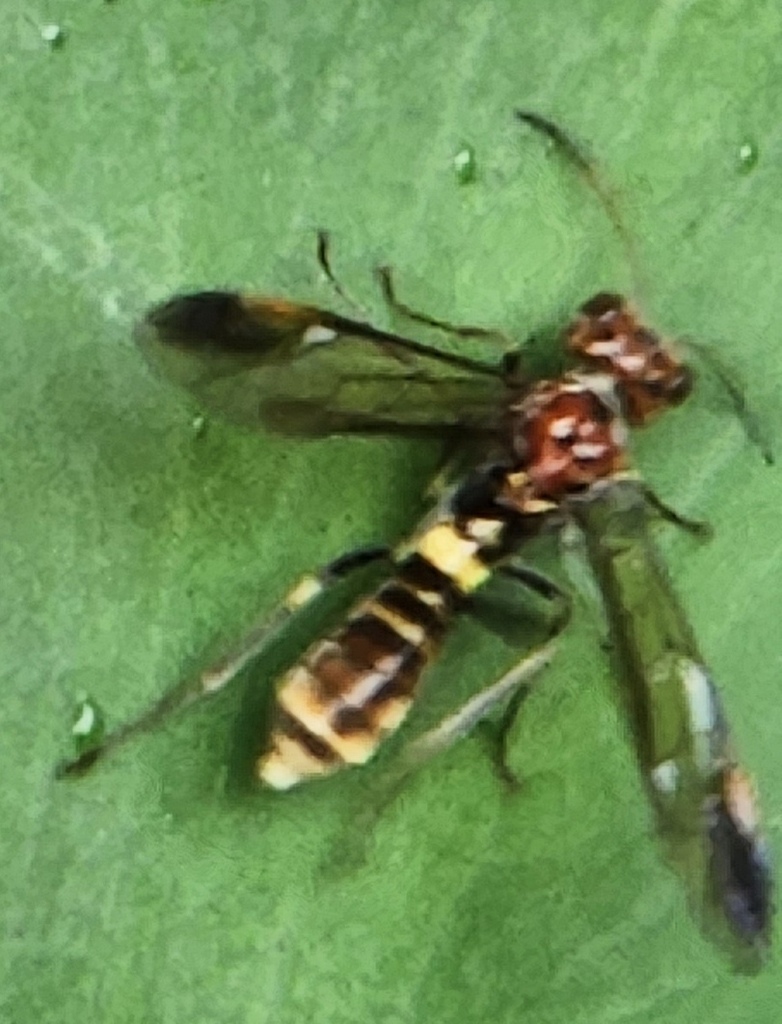Athlophorus sauteri