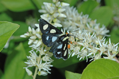 Alypia octomaculata