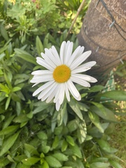 Leucanthemum maximum