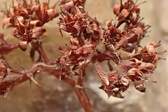 Crassula rubricaulis