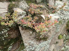 Crassula rubricaulis