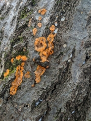 Phlebia radiata