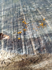 Dacrymyces stillatus