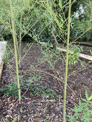 Phyllostachys bambusoides