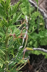Indigofera verrucosa