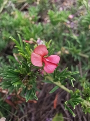 Indigofera verrucosa