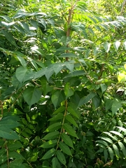 Ailanthus altissima
