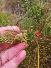 Indigofera verrucosa