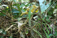 Bronchocela cristatella