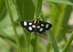 Anania funebris