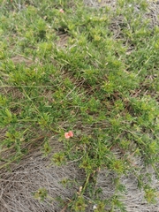 Indigofera verrucosa
