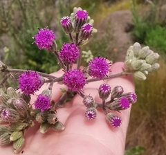 Senecio purpureus