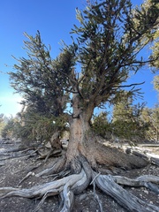 Pinus longaeva