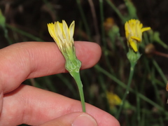 Reichardia picroides