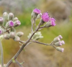 Senecio purpureus
